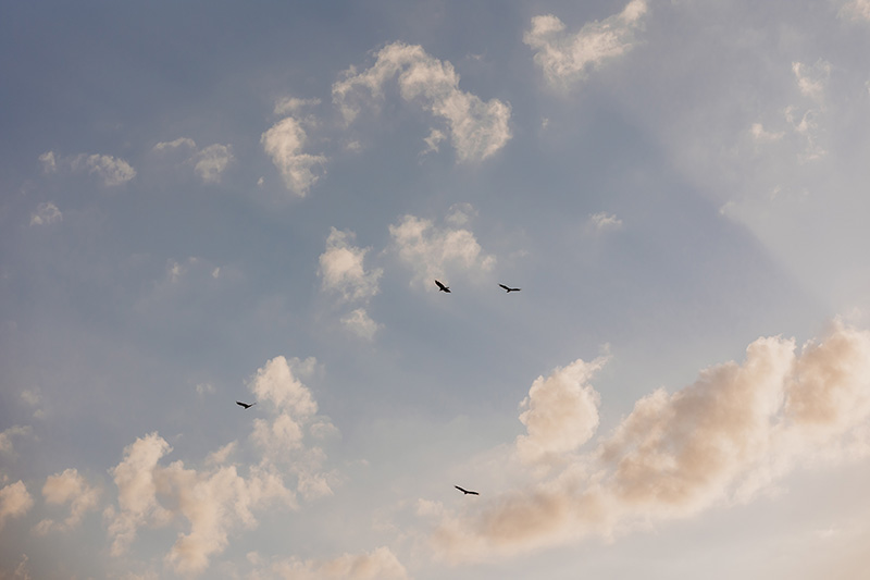 Birds in flight among whispy clouds during dusk