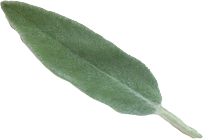 Sage Leaf