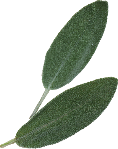 Sage Leaves