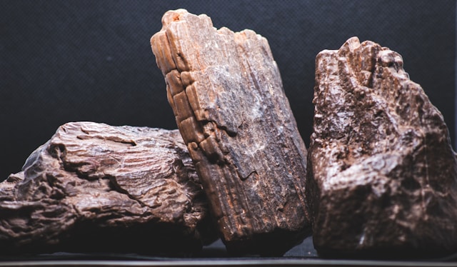 Petrified Wood