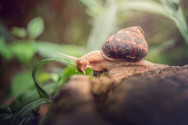 A snail in the grass