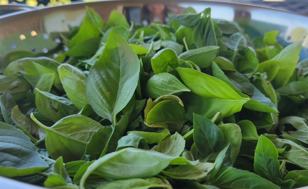 A colander of fresh basil.